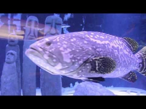 Анталийский аквариум