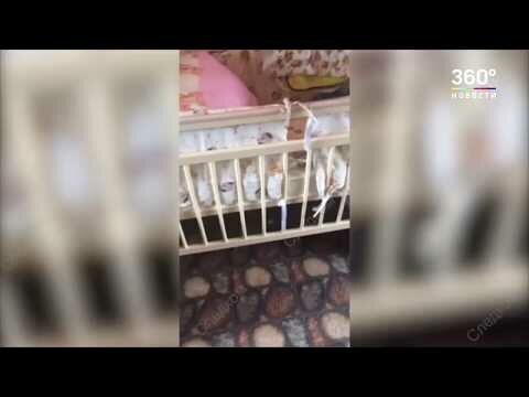 В Томске домашние собаки загрызли младенца в детской кроватке