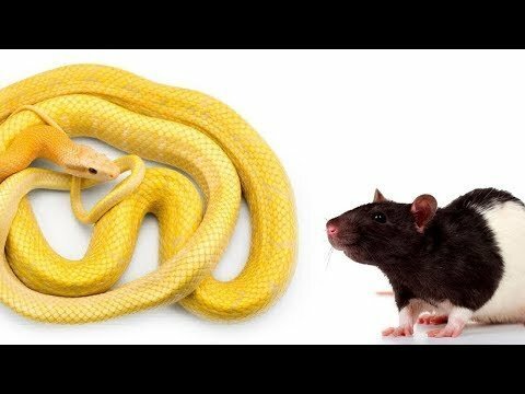 Полоз глотает мышь