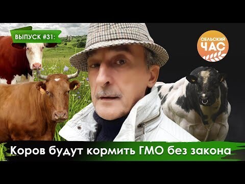 Коров будут кормить ГМО без закона. Сельский час #31 (Игорь Абакумов)