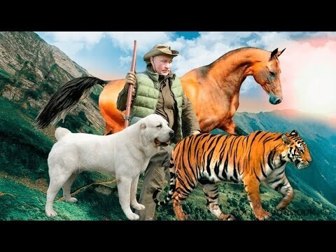 Каких животных дарили Путину: собаки, лошади, тигры, леопарды, пони и другие