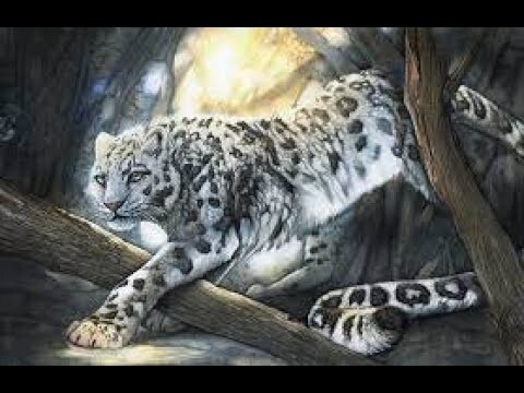 Величественные и красивые леопарды