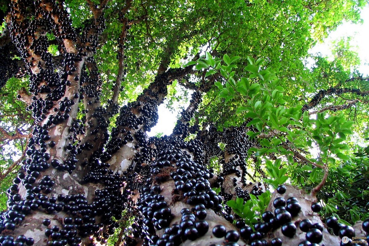 Джаботикаба бразильское виноградное