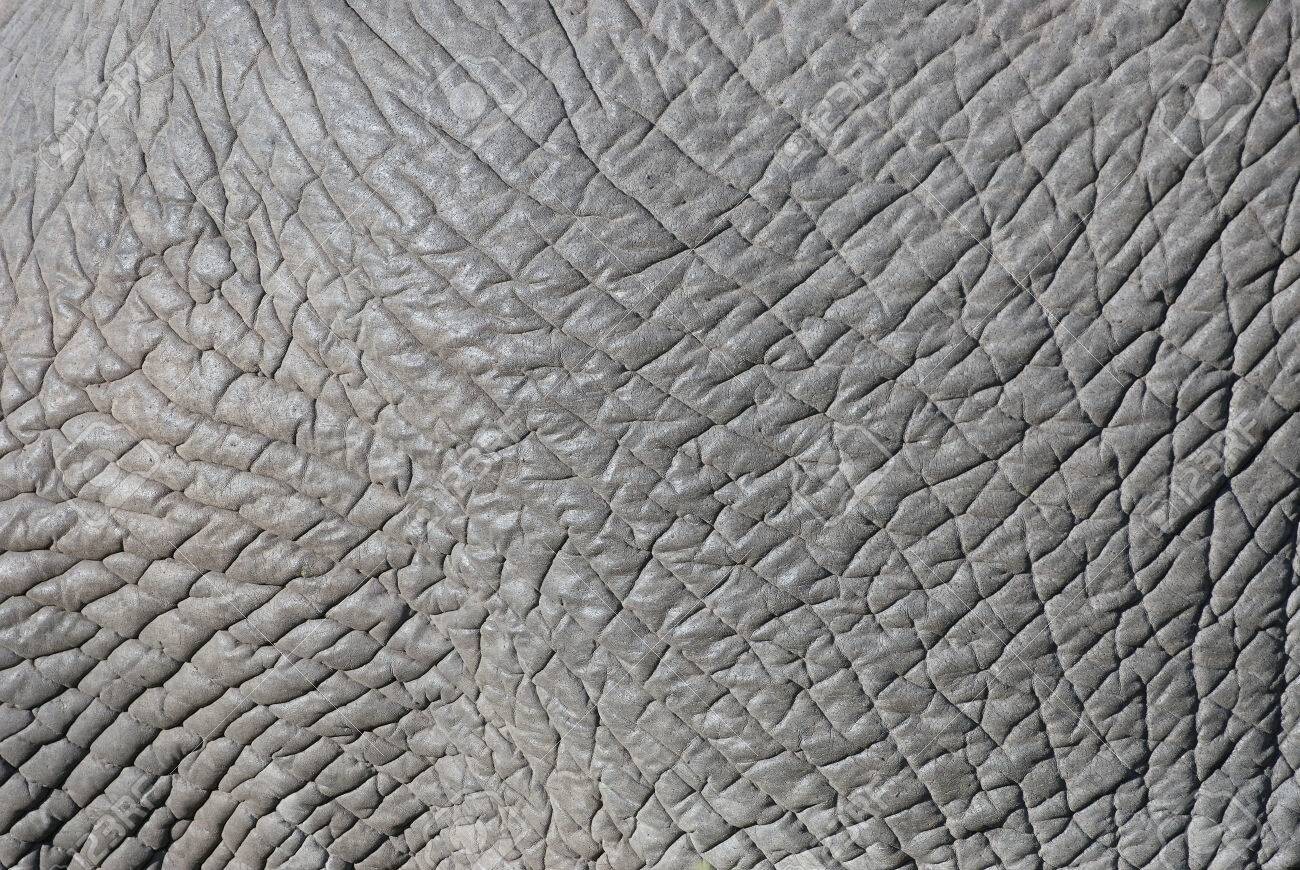 Какого цвета кожа слонов. Кожа слона. Фактура кожи слона. Кожа слона текстура. Слоновая кожа.