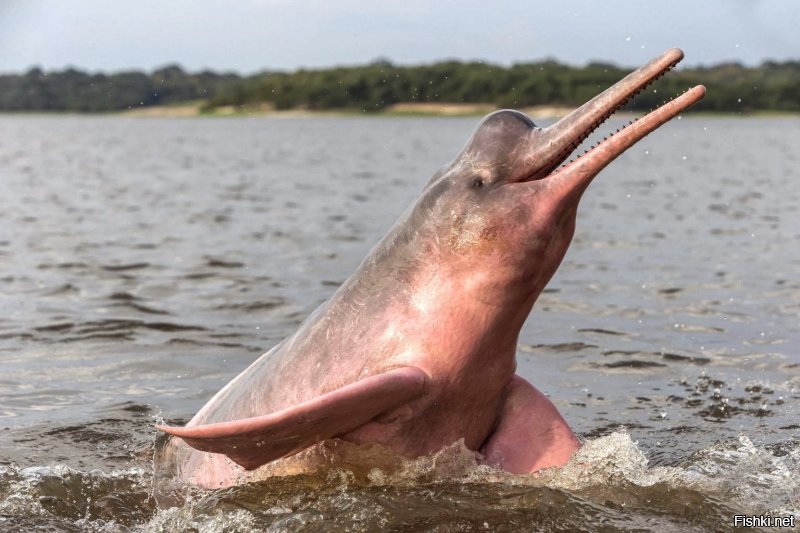Иния (амазонский дельфин)
