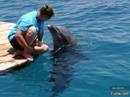 Хотелось-бы добавить,что для того,чтобы работать с дельфинами надо иметь кучу положительных качеств , ангельское терпение и бесконечную любовь к этим внеземным созданиям!Наука наукой и пост,с техническо-биологической точки зрения ,-правильный....Хотя-бы один закон дельфиньей стаи человечеству надо-бы перенять,-помогай ближнему своему,не давай утонуть....