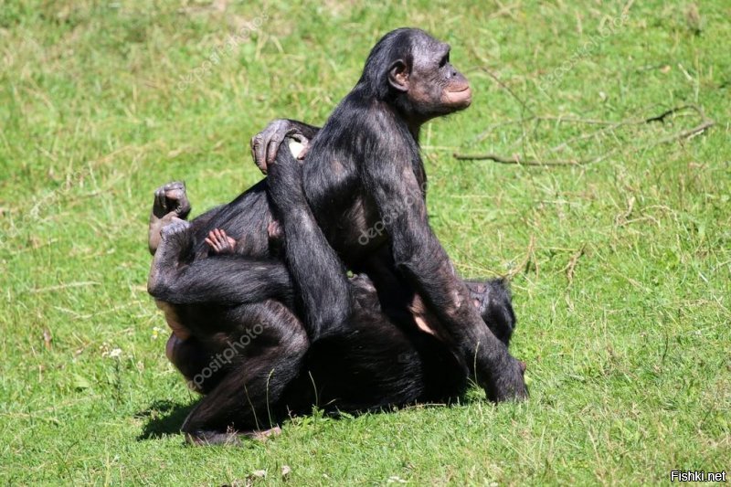 Еще некоторые виды высших приматов. Про Шимпанзе Бонобо почитайте. Там ваще Содом и Гоморра)) При чем все со всеми, независимо от пола и возраста. 
Нашли еду, надо отпраздновать, давайте трахнемся!
Произошло что то плохое, ну, нужно как то прийти в себя. Потрахаемся?
Ни чего не происходит. Делать нечего, может потрахаемся?!
)))