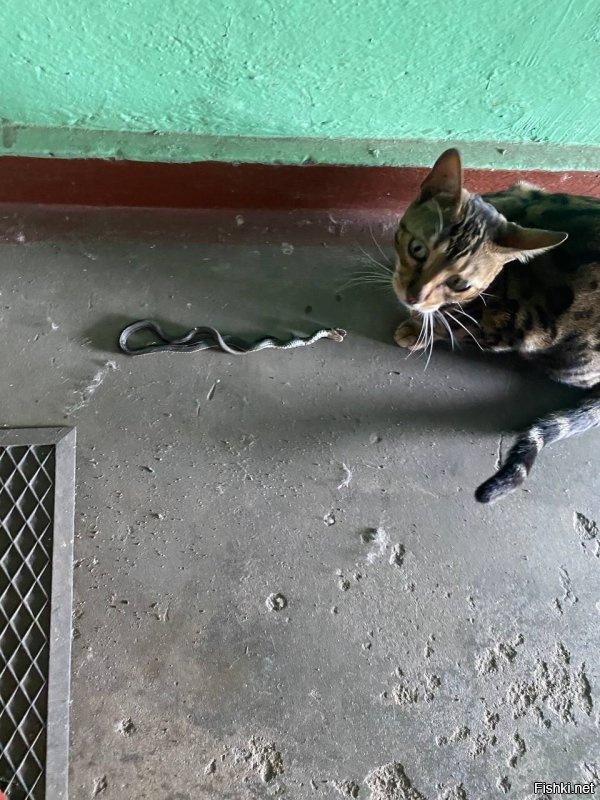 Могу сказать одно по своему опыту: бенгальскую кошку не выпускайте на улицу!